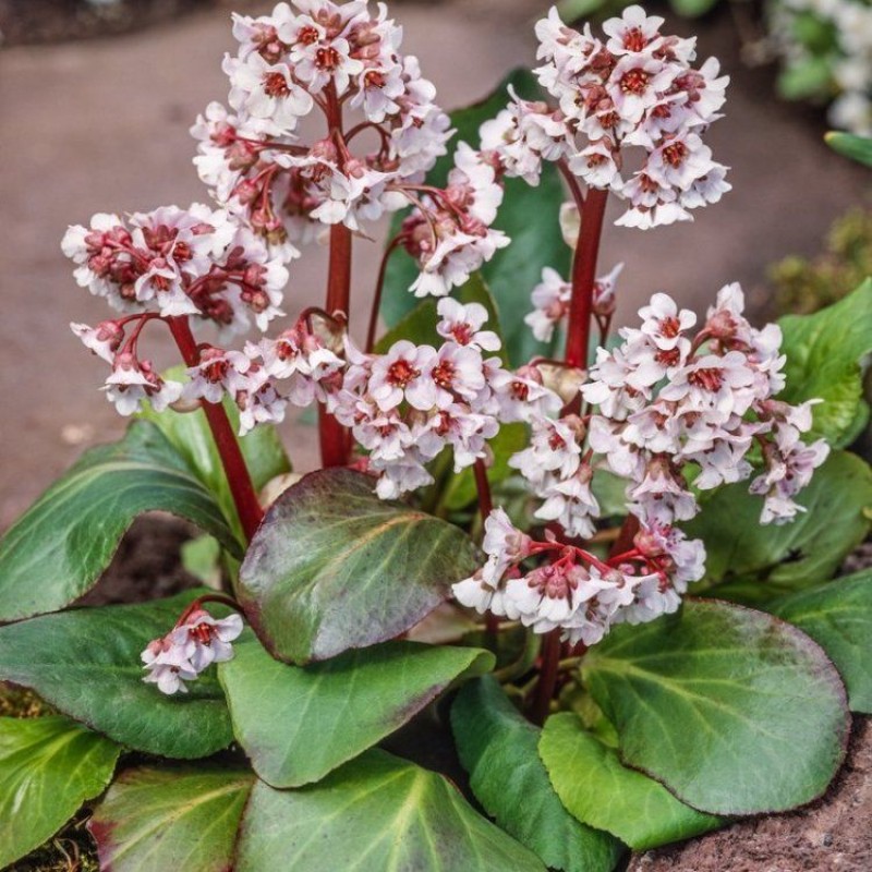Bergenia ‘Baby Doll’ 