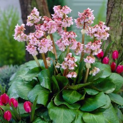 Bergenia ‘Baby Doll’ 