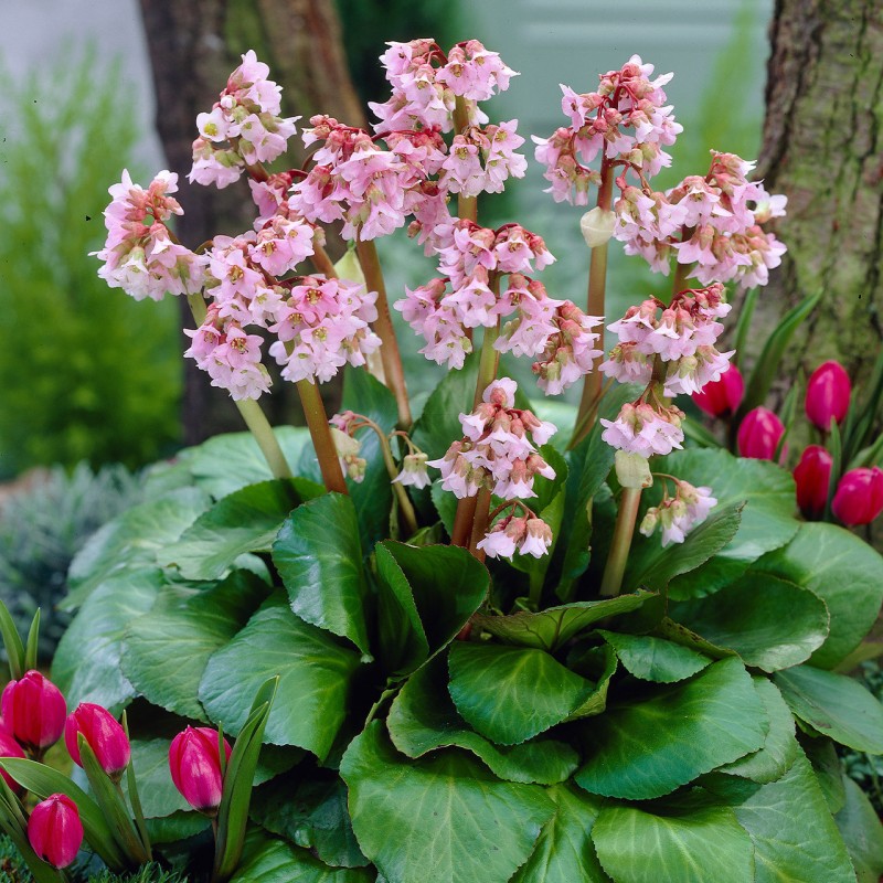 Bergenia ‘Baby Doll’ 