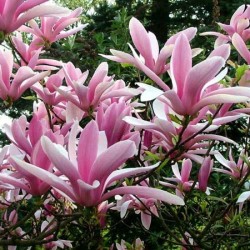 Magnolia x liliflora 'Betty' – Liliomfa Magnolia x liliflora 'Betty' – Liliomfa