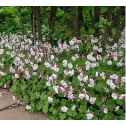 Geranium x cantabrigiense ‘Biokovo’ - Angol gólyaorr