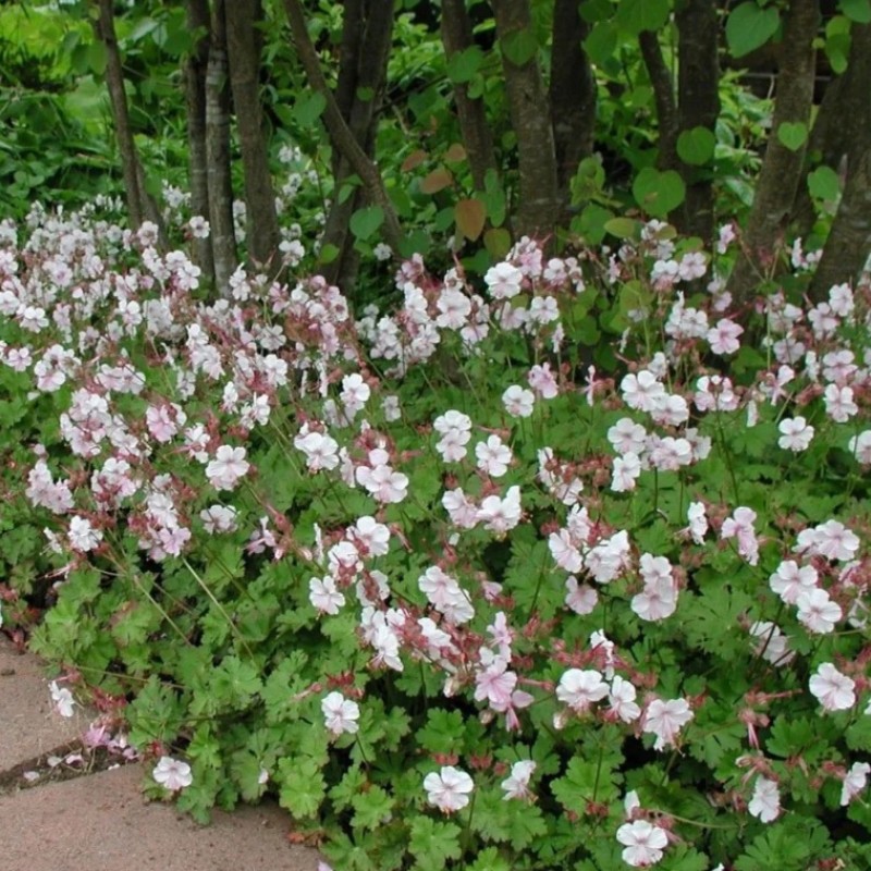 Geranium x cantabrigiense ‘Biokovo’ - Angol gólyaorr