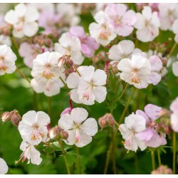 Geranium x cantabrigiense ‘Biokovo’ - Angol gólyaorr