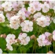 Geranium x cantabrigiense ‘Biokovo’ - Angol gólyaorr
