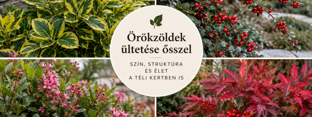 Örökzöldek ültetése ősszel: mely növényeket válasszuk a téli kerthez?