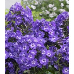 Phlox paniculata ‘Blue Boy’ - Bugás Lángvirág