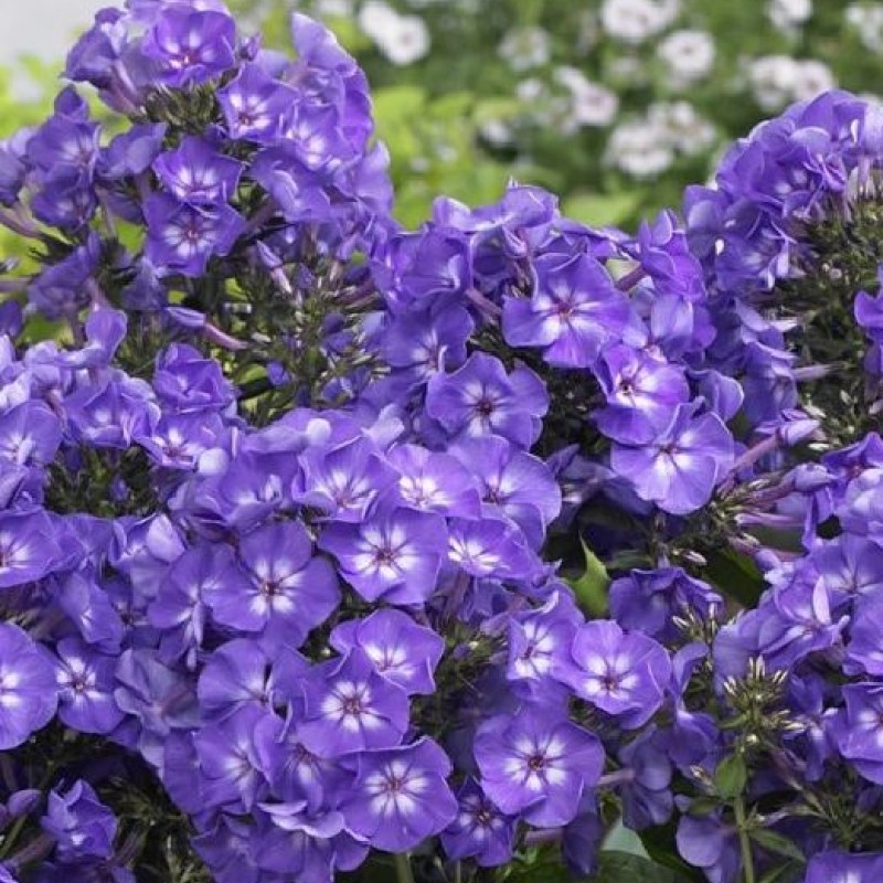 Phlox paniculata ‘Blue Boy’ - Bugás Lángvirág
