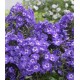 Phlox paniculata ‘Blue Boy’ - Bugás Lángvirág