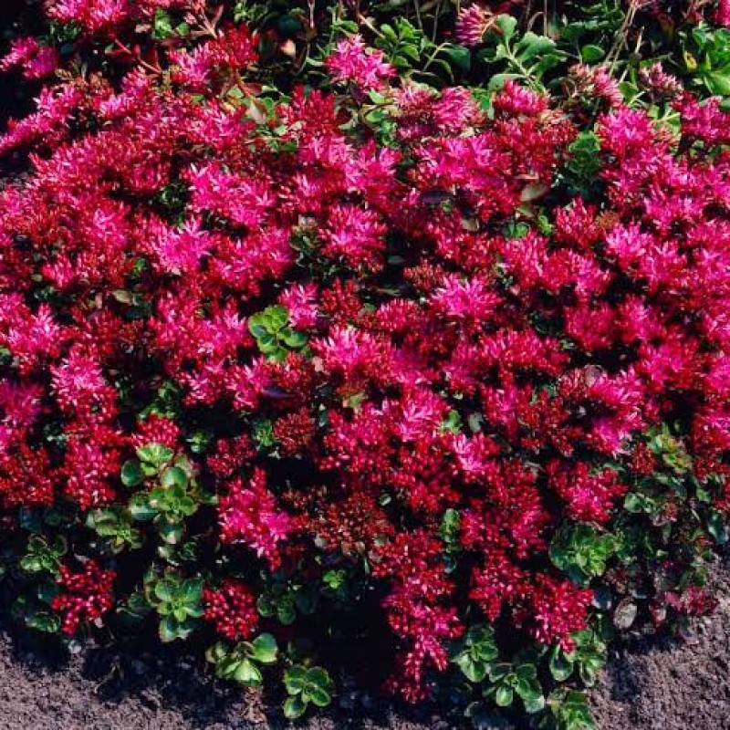 Sedum spurium 'Schorbuser Blut' – Vérvörös kaukázusi varjúháj