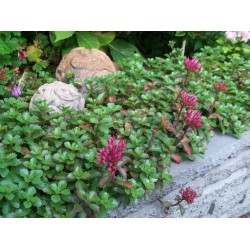 Sedum spurium 'Schorbuser Blut' – Vérvörös kaukázusi varjúháj