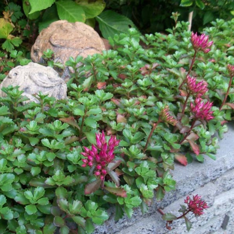 Sedum spurium 'Schorbuser Blut' – Vérvörös kaukázusi varjúháj