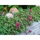 Sedum spurium 'Schorbuser Blut' – Vérvörös kaukázusi varjúháj