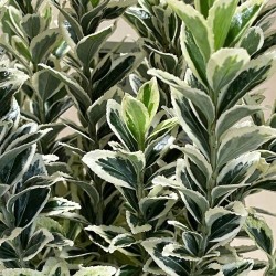 Euonymus japonicus 'Bravo' - Japán kecskerágó