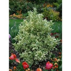 Euonymus japonicus 'Bravo' - Japán kecskerágó