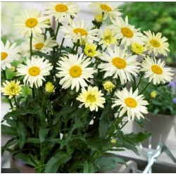 Leucanthemum ‘Broadway Lights Cream’ - Margaréta