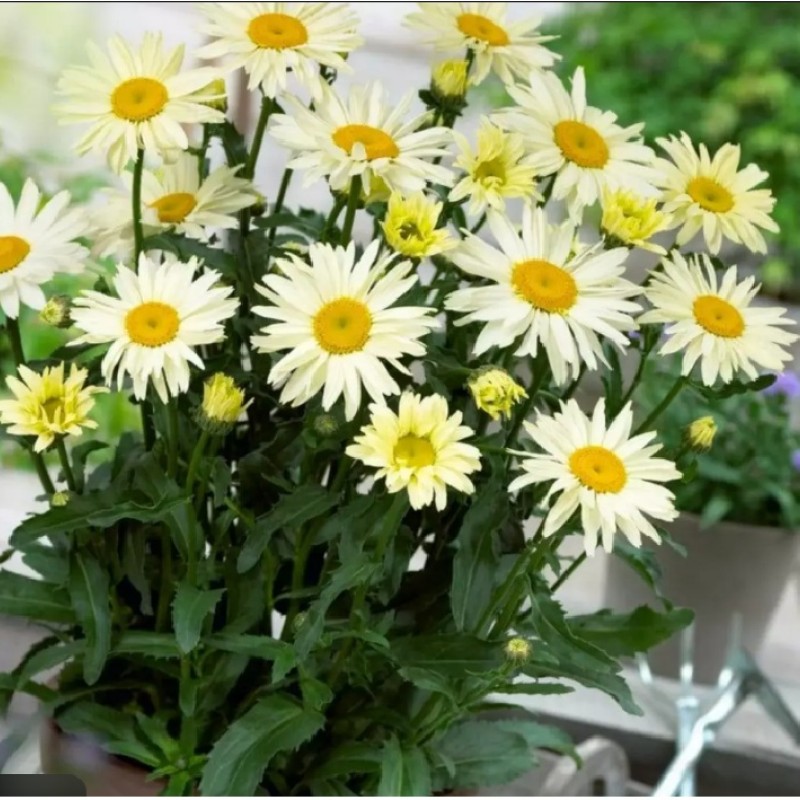 Leucanthemum ‘Broadway Lights Cream’ - Margaréta