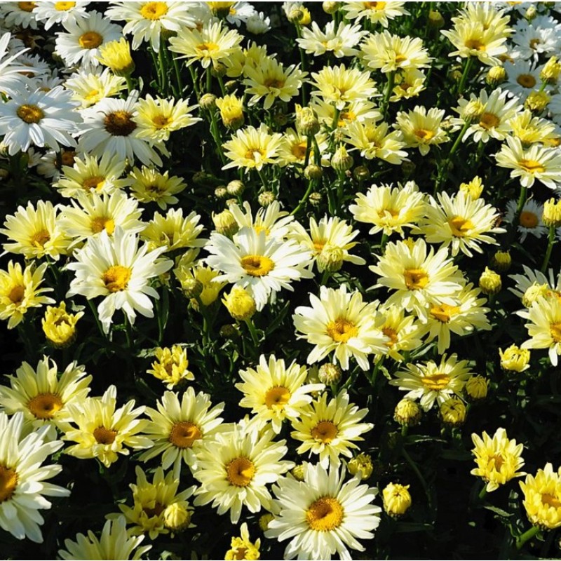 Leucanthemum ‘Broadway Lights Cream’ - Margaréta