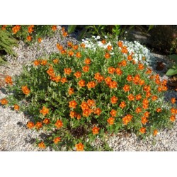 Helianthemum ‘Bronzeteppich’ - Napvirág