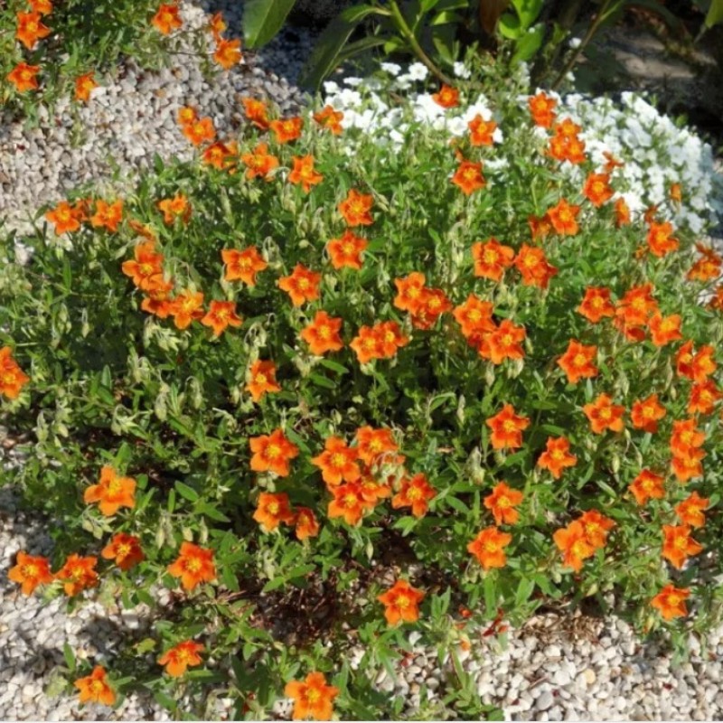 Helianthemum ‘Bronzeteppich’ - Napvirág