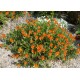 Helianthemum ‘Bronzeteppich’ - Napvirág