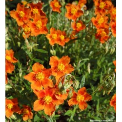 Helianthemum ‘Bronzeteppich’ - Napvirág