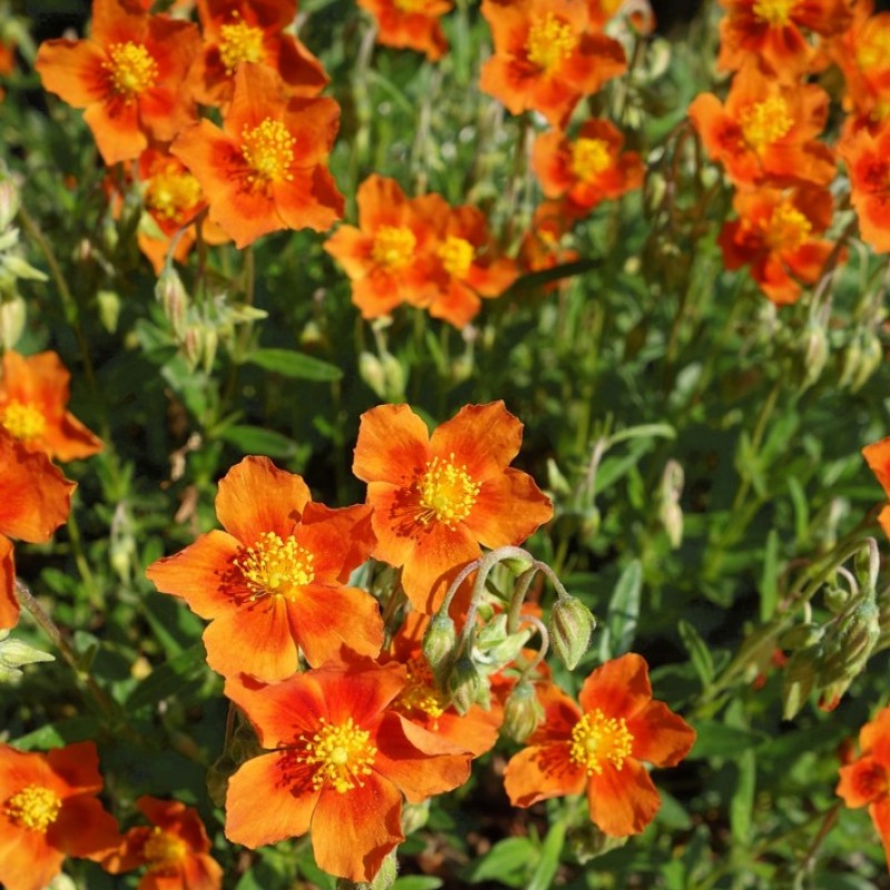 Helianthemum ‘Bronzeteppich’ - Napvirág