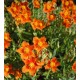 Helianthemum ‘Bronzeteppich’ - Napvirág