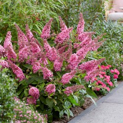 Buddleja 'Butterfly Candy Little Bubblegum' - Törpe nyári orgona