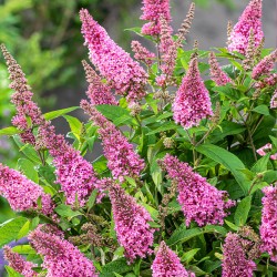 Buddleja 'Butterfly Candy Little Bubblegum' - Törpe nyári orgona