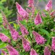 Buddleja 'Butterfly Candy Little Bubblegum' - Törpe nyári orgona