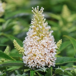 Buddleja davidii 'Butterfly Candy Little White' - Törpe nyáriorgona