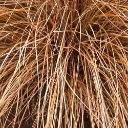 Carex petriei 'Milk Chocolate' – Csavartlevelű sás