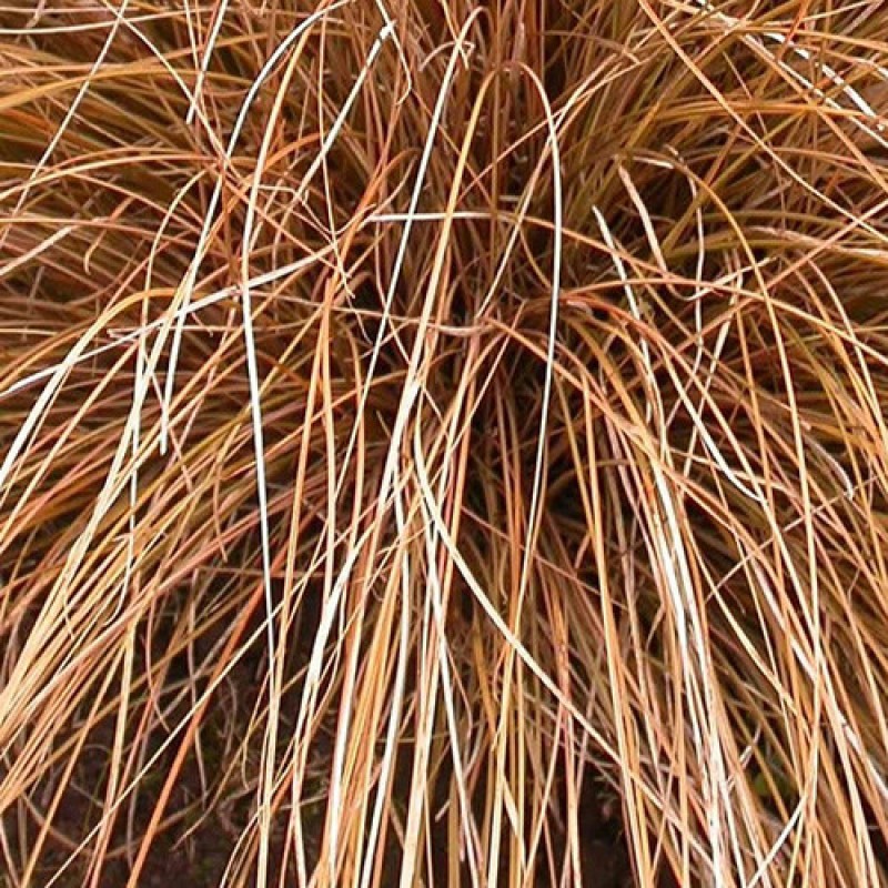 Carex petriei 'Milk Chocolate' – Csavartlevelű sás