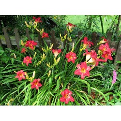 Hemerocallis 'Cherry Cheeks' (Sásliliom)