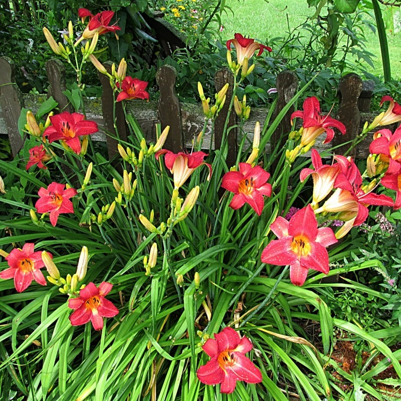 Hemerocallis 'Cherry Cheeks' (Sásliliom)
