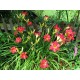 Hemerocallis 'Cherry Cheeks' (Sásliliom)