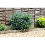 Ceanothus 'Lemon and Lime' – Trakalevelű Kaliforniai Orgona