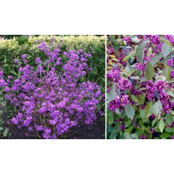 Callicarpa bodinieri 'Profusion' – Kínai lilabogyó
