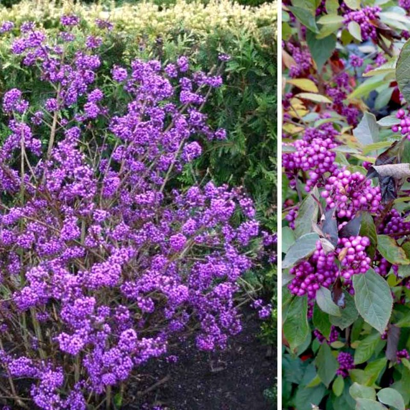 Callicarpa bodinieri 'Profusion' – Kínai lilabogyó
