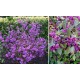 Callicarpa bodinieri 'Profusion' – Kínai lilabogyó