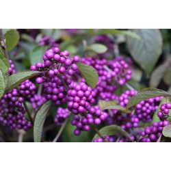 Callicarpa bodinieri 'Profusion' – Kínai lilabogyó
