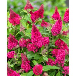 Buddleja davidii ‘Butterfly Candy Ruby’ – törpe nyári orgona