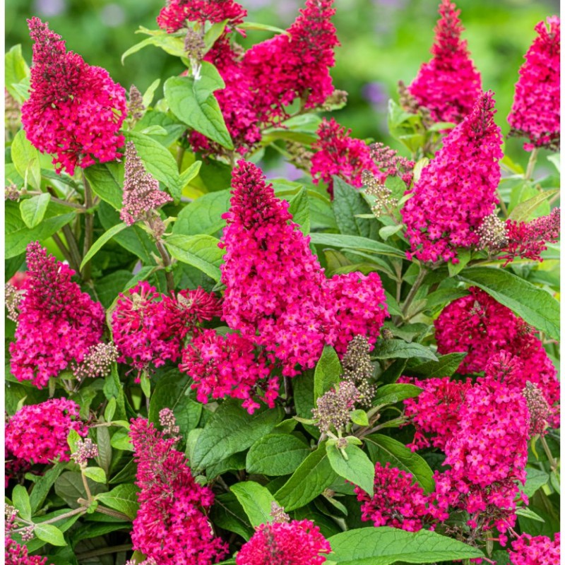 Buddleja davidii ‘Butterfly Candy Ruby’ – törpe nyári orgona