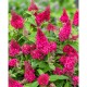 Buddleja davidii ‘Butterfly Candy Ruby’ – törpe nyári orgona