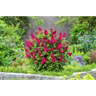 Buddleja davidii ‘Butterfly Candy Ruby’ – törpe nyári orgona
