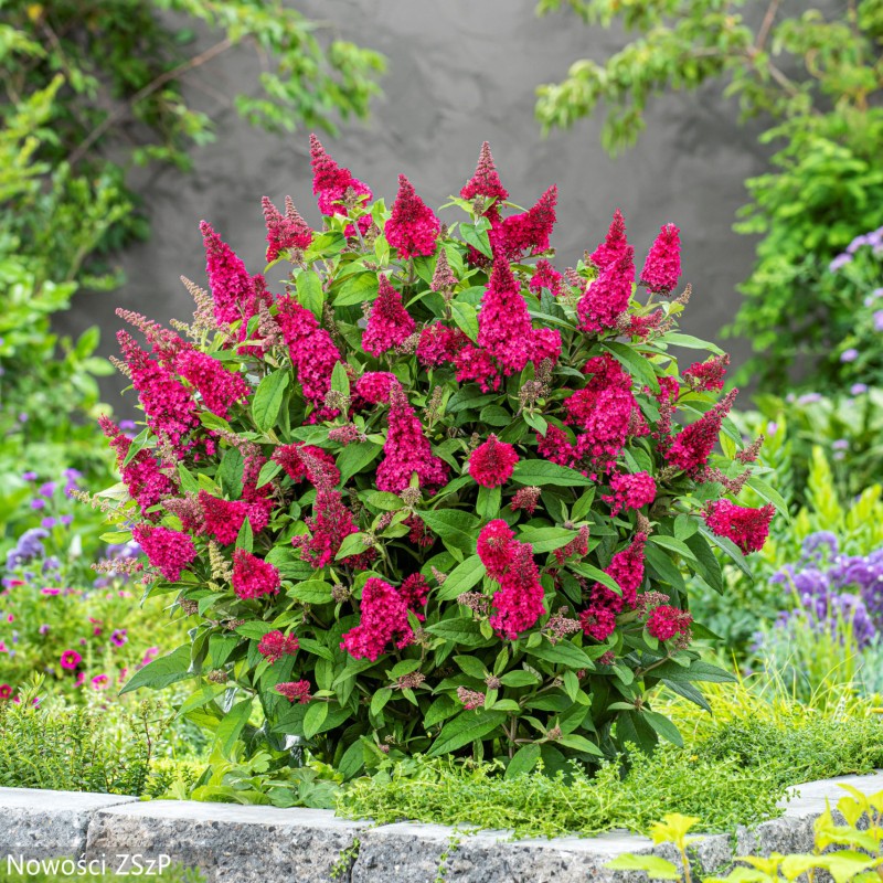 Buddleja davidii ‘Butterfly Candy Ruby’ – törpe nyári orgona
