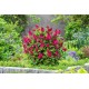 Buddleja davidii ‘Butterfly Candy Ruby’ – törpe nyári orgona