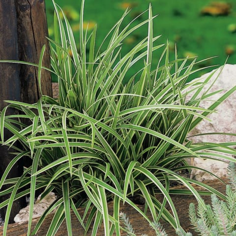 Carex morrowii 'Ice Dance' - Tarka sás