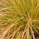 Carex 'Prairie Fire'