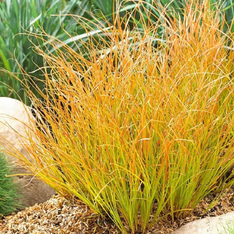 Carex 'Prairie Fire'